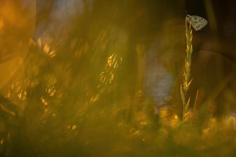 der Star der Wiese