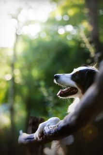 Sonniges Hundeportrait