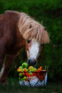 Pony Picknick