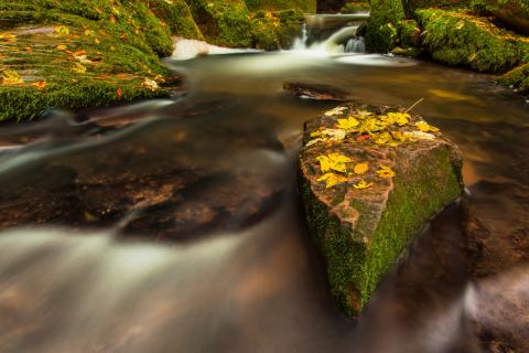 Herbst am Wildbach