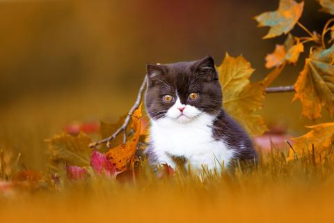 BKH Katzenkind im Herbst