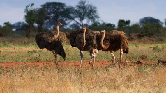 Kaffeeklatsch mal anders (Kenia, Tsavo Ost)