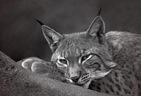 Luchs Portrait