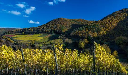 Weinberge bei Laach