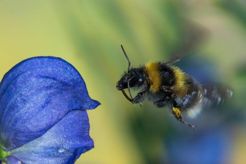 Hummel im Flug