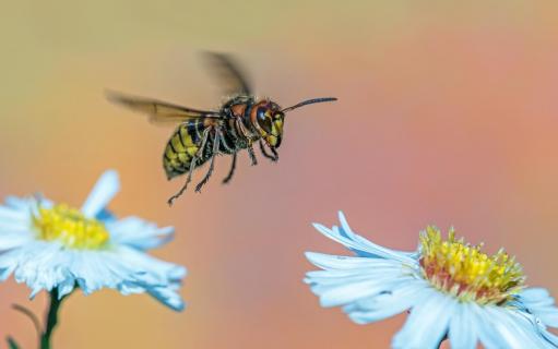 Von Blüte zur Blüte