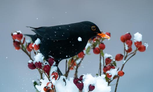 Amsel im Schnee