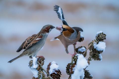 Begegnung im Winter