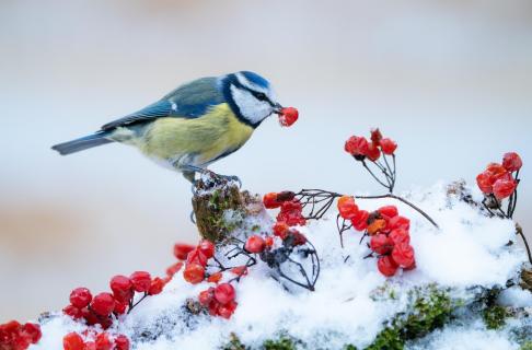 Nahrung im Winter