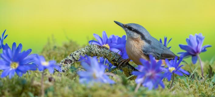 Kleiber im Frühling