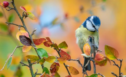 Herbstfarben