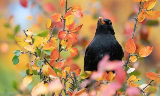 Amsel im Herbst