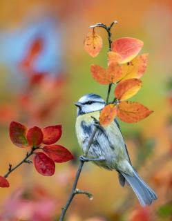 Blaumeise im Herbst
