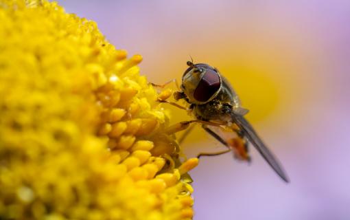 Schwebfliege