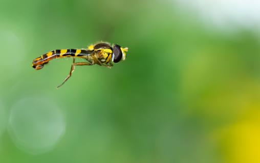 Im Schwebflug