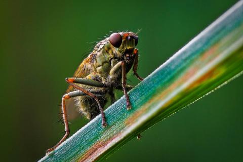 Fliegenportrait