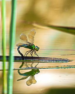 02_Spiegelung_im_Wasser_Helmut Haider