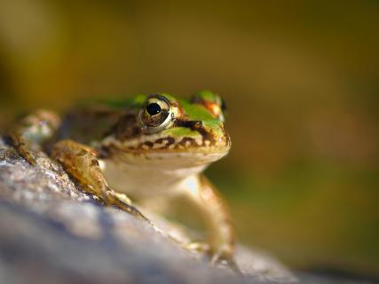 Frosch