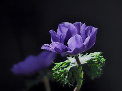 Blaue Anemone