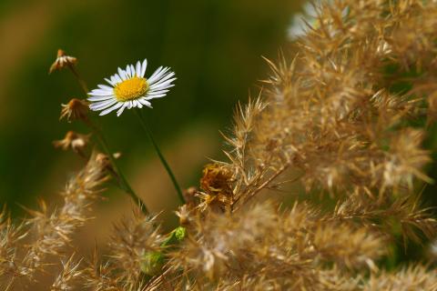 Gänseblümchen