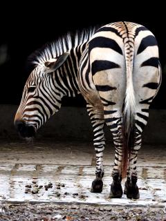 Zebra