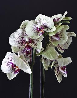 Phalaenopsis