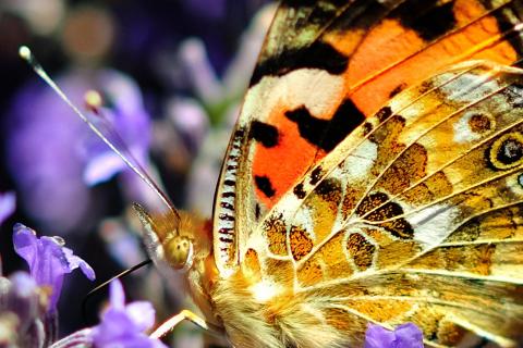 Schmetterling - Distelfalter auf einer Lavendelblüte