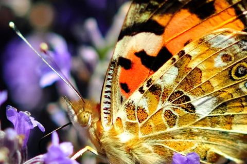 Schmetterling - Distelfalter auf einer Lavendelblüte