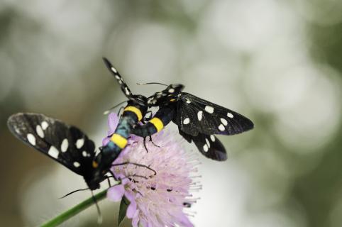 Widderchen in Eifersucht verfallen