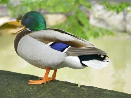 Ente-Stockente-Erpel Gaaag,gaag,gag...bleib wo du bist. 