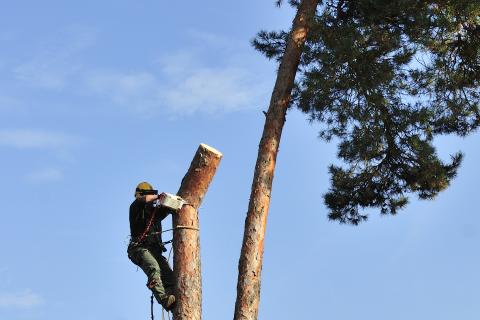 Holzfäller in der Kiefer