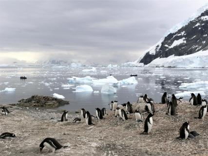 Antarktis - Pinguine