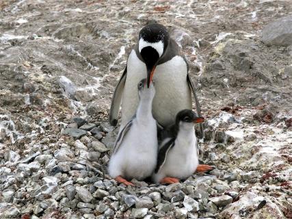 Antarktis - Pinguine