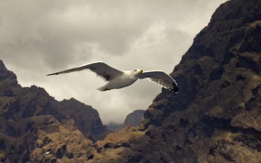 Möwe auf Patrouille