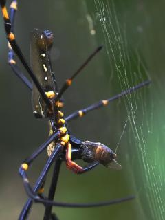 Spinne beim Fruehstueck