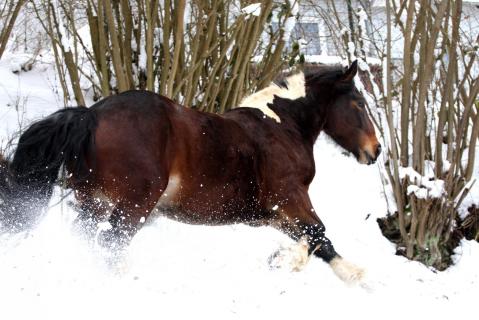 Schnee Pferd im Sauerland