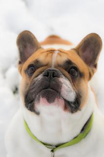 French Bulldog im Schnee