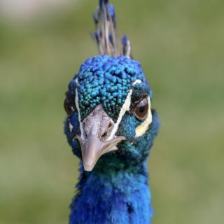 Pfau