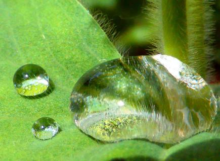 Wassertropfen als Lupe