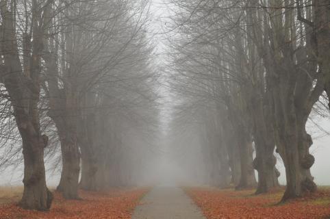 39_HERBST_IM_NEBEL_Steven_Wolle