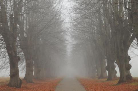 39_HERBST_IM_NEBEL_Steven_Wolle