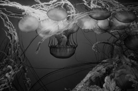 Quallenhaltung im Aquarium