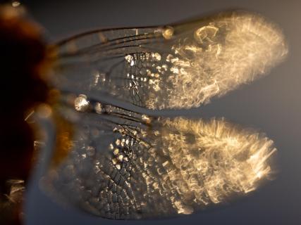 Dragonfly