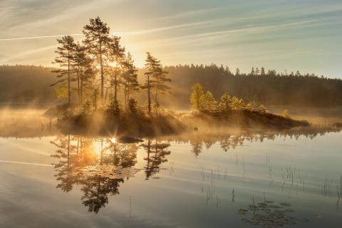 Schwedischer Sommermorgen