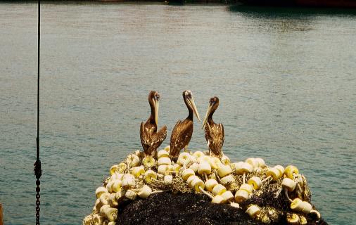Drei Pelikane
