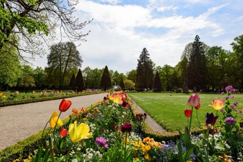 Blumen im Schlosspark Würzburg