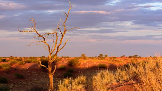 Sonnenuntergang in der Kalahari