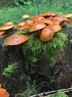 Pilze auf altem Baum