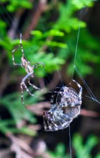Kleiner Spinnenmann trifft Frau