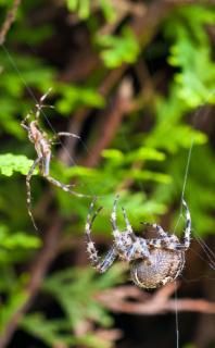 Kleine und große Spinne im Netz